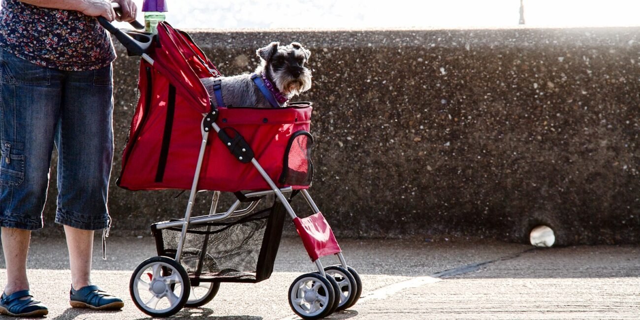 brown and white long coated small dog on red and black stroller