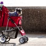 brown and white long coated small dog on red and black stroller