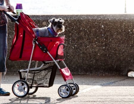 brown and white long coated small dog on red and black stroller